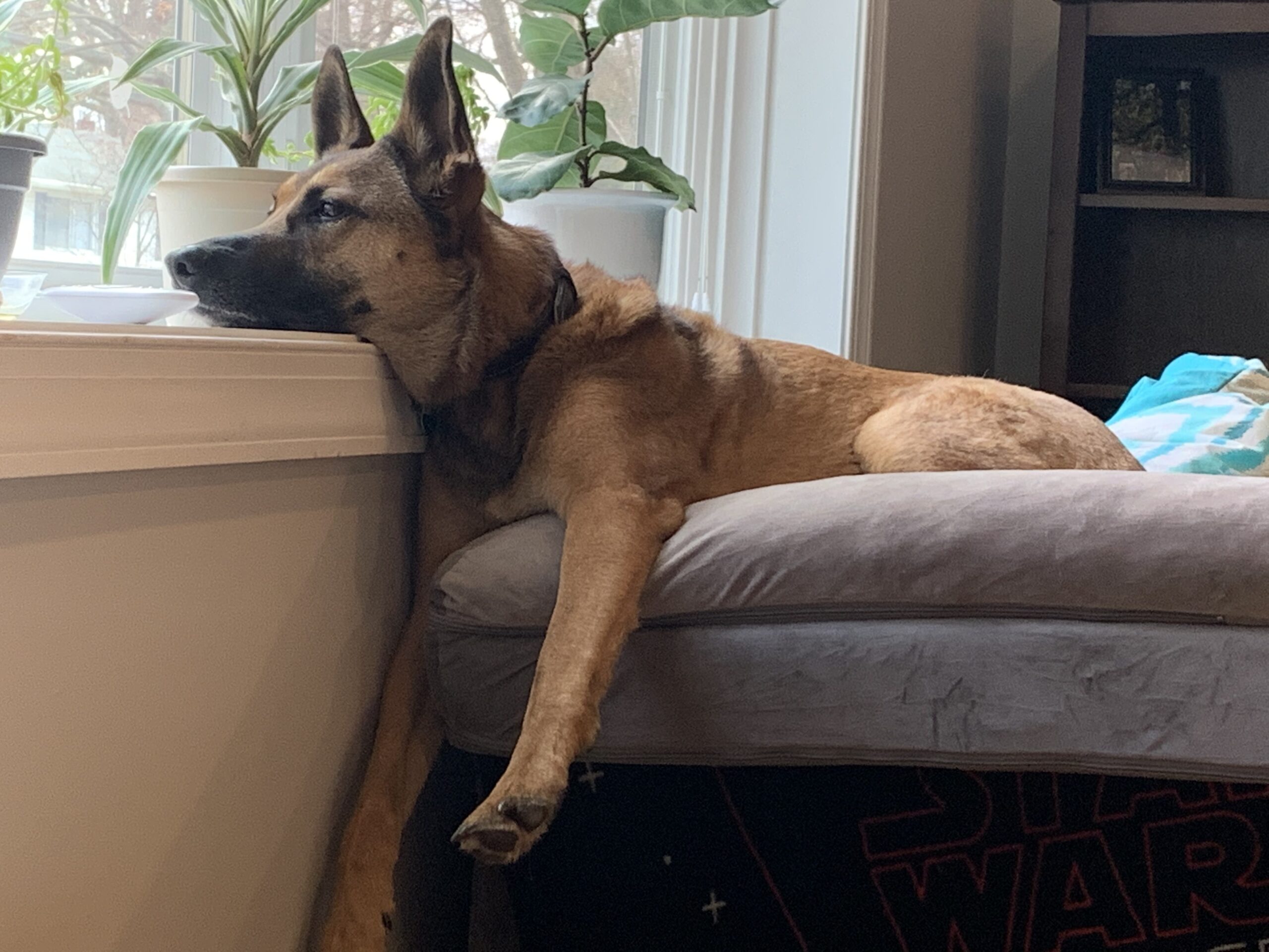 Penny Lane dog photo